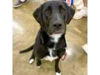 Adopt Nina a Black Labrador Retriever, Mixed Breed