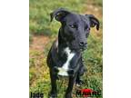 Adopt Jade a Terrier, Mixed Breed