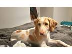 Adopt Buttercup a Treeing Walker Coonhound, Mixed Breed