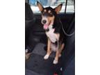 Adopt Beya a German Shepherd Dog, Mixed Breed