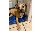 Adopt Mary Kate a Boxer, Mixed Breed