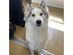 Adopt Josephina a Husky