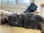 Adopt Holly a Domestic Long Hair