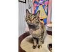 Adopt Snickers a Tabby, Domestic Short Hair
