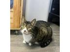 Adopt Yemen a Tabby