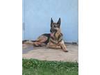 Adopt Velma a German Shepherd Dog