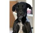 Adopt Belle Starr a Pointer, Mixed Breed