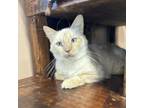 Adopt Starfruit a Siamese