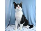 Adopt Scout a Domestic Short Hair