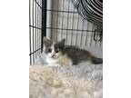 Adopt Gigi 2024 a Domestic Short Hair