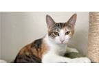 Adopt Lilith a Domestic Short Hair