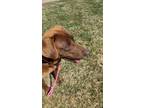 Adopt Mystic a Coonhound, Mixed Breed