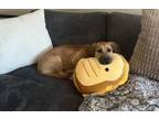 Adopt Gouda a Basset Hound, Labrador Retriever