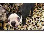 Adopt Jenny a Boston Terrier