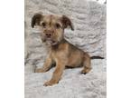 Adopt Pony a Terrier