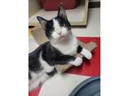 Adopt Angelika 7 mos a Tuxedo