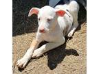 Adopt Fable a Hound, Mixed Breed