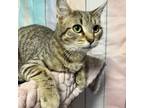 Adopt Cutie a Domestic Short Hair