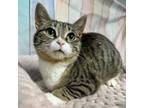 Adopt Karlie a Domestic Short Hair