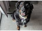 Adopt 0456 Gem AKA Gemma a Australian Shepherd