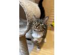 Adopt Isoceles a Tabby