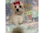 Maltipoo Puppy for sale in Culver, IN, USA