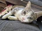 Adopt Janet a Domestic Short Hair