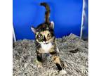 Adopt Mosaic a Domestic Short Hair