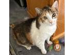 Adopt Sissy Cat a Domestic Short Hair