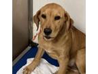 Adopt Marbles a Yellow Labrador Retriever