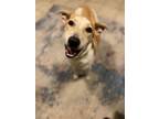 Adopt Sprout a Mixed Breed