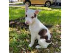 Adopt Dolly a Jack Russell Terrier, Mixed Breed