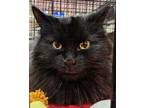 Adopt Black Beauty a Domestic Long Hair