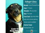 Adopt Gina a Jack Russell Terrier, Mixed Breed