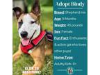 Adopt Bindy a Shepherd, Mixed Breed