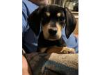 Adopt Harper a Beagle, Golden Retriever
