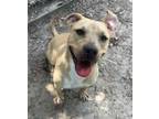 Adopt Tiddlywink a Mixed Breed