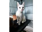 Adopt Easter Lilly a Domestic Short Hair