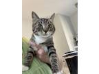 Adopt Jeanna a Domestic Short Hair