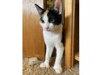 Adopt Polly (polydactyl) a Extra-Toes Cat / Hemingway Polydactyl