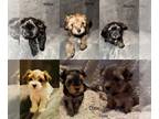 Morkie-Yorkshire Terrier Mix PUPPY FOR SALE ADN-775204 - Yorkiemorkies