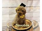 Goldendoodle (Miniature) PUPPY FOR SALE ADN-774967 - Petite Mini Goldendoodles