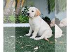 Labrador Retriever PUPPY FOR SALE ADN-775200 - Labrador Retriever puppy