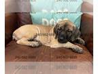 Cane Corso PUPPY FOR SALE ADN-775199 - Cane Corso Puppies Southern Maryland