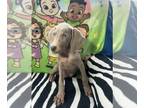 Weimaraner PUPPY FOR SALE ADN-775144 - Akc Weimaraner Puppys