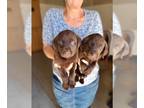 Labrador Retriever PUPPY FOR SALE ADN-774963 - Chocolate Labrador Retriever