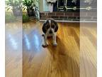 Beagle PUPPY FOR SALE ADN-775159 - Blue Tick Beagle Puppies