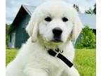 English Cream Golden Retriever PUPPY FOR SALE ADN-775039 - AKC English Cream