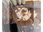 Chihuahua PUPPY FOR SALE ADN-775146 - Four Longcoat Beauties