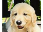 Golden Retriever PUPPY FOR SALE ADN-775106 - AKC American Golden puppy